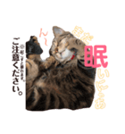 日常で使ってほしいうちのにゃんこ達。（個別スタンプ：7）