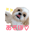 シーズーのちっぷちゃん（個別スタンプ：7）