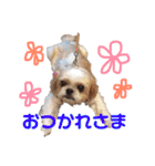シーズーのちっぷちゃん（個別スタンプ：9）