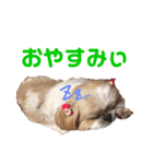 シーズーのちっぷちゃん（個別スタンプ：11）