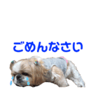 シーズーのちっぷちゃん（個別スタンプ：14）