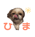 シーズーのちっぷちゃん（個別スタンプ：16）