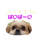 シーズーのちっぷちゃん（個別スタンプ：22）