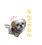 シーズーのちっぷちゃん（個別スタンプ：24）