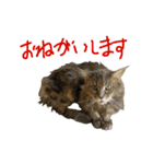 ねこに返事させる（個別スタンプ：1）