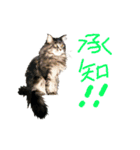 ねこに返事させる（個別スタンプ：2）