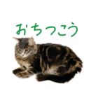 ねこに返事させる（個別スタンプ：3）