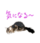 ねこに返事させる（個別スタンプ：4）