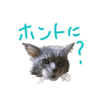 ねこに返事させる（個別スタンプ：5）