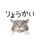 ねこに返事させる（個別スタンプ：7）