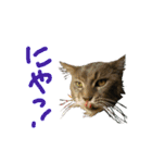ねこに返事させる（個別スタンプ：9）