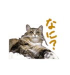 ねこに返事させる（個別スタンプ：11）