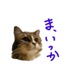 ねこに返事させる（個別スタンプ：12）