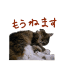 ねこに返事させる（個別スタンプ：13）