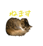 ねこに返事させる（個別スタンプ：14）