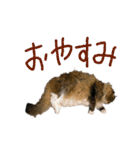 ねこに返事させる（個別スタンプ：15）
