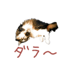 ねこに返事させる（個別スタンプ：17）