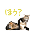 ねこに返事させる（個別スタンプ：18）