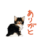 ねこに返事させる（個別スタンプ：19）