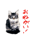 ねこに返事させる（個別スタンプ：20）