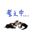 ねこに返事させる（個別スタンプ：23）