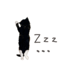 ねこに返事させる（個別スタンプ：24）