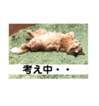 モジョのもじょもじょデイズ（個別スタンプ：10）