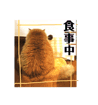 モジョのもじょもじょデイズ（個別スタンプ：15）