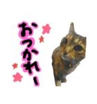 ネコたちのキモチ（個別スタンプ：5）
