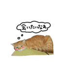 ネコたちのキモチ（個別スタンプ：12）