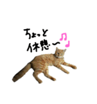 ネコたちのキモチ（個別スタンプ：13）