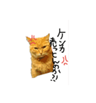 ネコたちのキモチ（個別スタンプ：23）