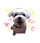 ♡ワンコスタ1♡（個別スタンプ：1）