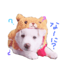 ♡ワンコスタ1♡（個別スタンプ：2）