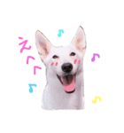 ♡ワンコスタ1♡（個別スタンプ：3）