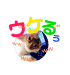 ドンノブボム  ②（個別スタンプ：11）