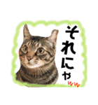 ドンノブボム  ②（個別スタンプ：16）