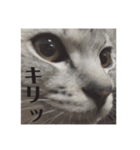 ぷりぷりてんてん（個別スタンプ：3）