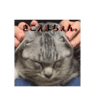ぷりぷりてんてん（個別スタンプ：5）