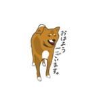 柴犬モチのスタンプ（個別スタンプ：1）