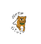 柴犬モチのスタンプ（個別スタンプ：4）