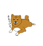 柴犬モチのスタンプ（個別スタンプ：5）