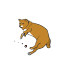 柴犬モチのスタンプ（個別スタンプ：6）