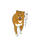 柴犬モチのスタンプ（個別スタンプ：7）