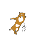 柴犬モチのスタンプ（個別スタンプ：9）