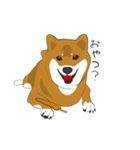 柴犬モチのスタンプ（個別スタンプ：10）