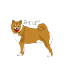 柴犬モチのスタンプ（個別スタンプ：12）