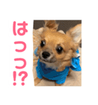 チワワの豆彦（個別スタンプ：1）
