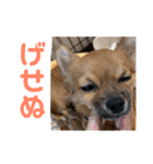 チワワの豆彦（個別スタンプ：2）