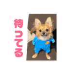 チワワの豆彦（個別スタンプ：4）